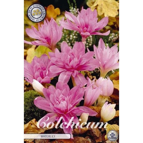 Tidlösa-Colchicum 'Waterlily' 1-pack